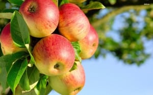 apple-tree free wp