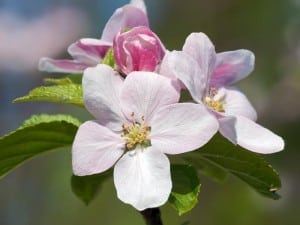 apple tree-blossom free wp