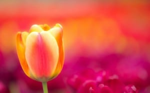 flower tulip pink orange free wp